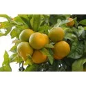 Olejki cytrusowe Olejek mandarynka żółta