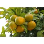 Olejki cytrusowe Olejek mandarynka żółta