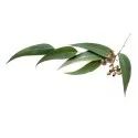 Olejki ziołowe/liściaste Olejek eukaliptus gałkowy