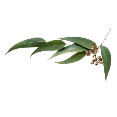 Olejki ziołowe/liściaste Olejek eukaliptus gałkowy