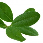 Olejki ziołowe/ liściaste Olejek Ravensara