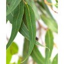 Olejki cytrusowe Olejek eukaliptus staigeriana