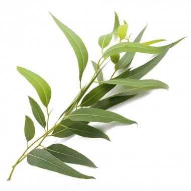 Olejki ziołowe/ liściaste Olejek eukaliptus radiata