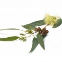 Olejki ziołowe/ liściaste Olejek eukaliptus smithii
