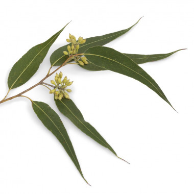 Olejki ziołowe/ liściaste Olejek eukaliptus dives