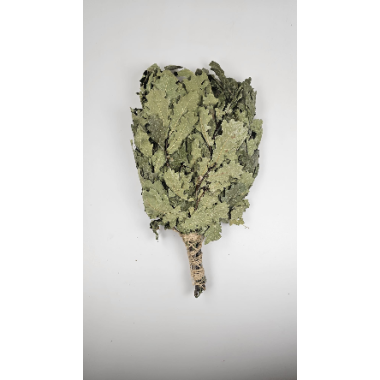 Witki suszone do sauny Witki dębowe EST