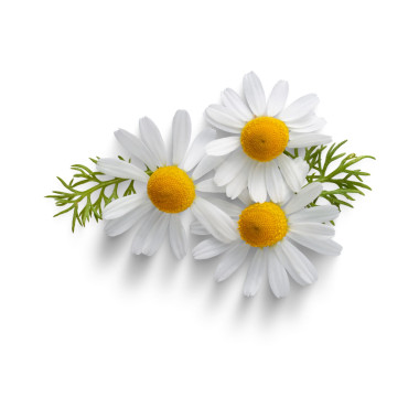 Kremy/masła do twarzy i ciała Witalne masło do ciała z rumiankiem i imbirem 500g