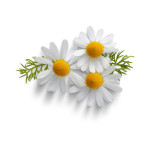 Kremy/masła do twarzy i ciała Witalne masło do ciała z rumiankiem i imbirem 500g