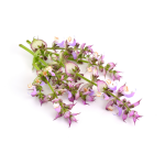 Olejki ziołowe/ liściaste Olejek szałwia muszkatołowa